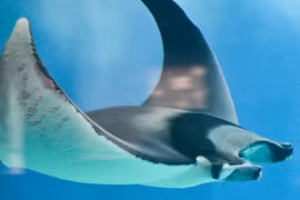 Đụng trúng “quái ngư” khủng 250kg, cần thủ khó nhọc kéo lên thuyền