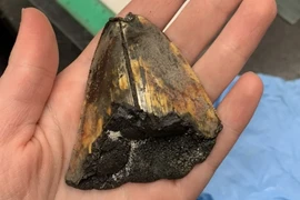 Lộ mộ phần của “siêu quái vật biển” ở nơi chưa từng biết đến