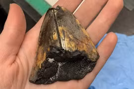 Lộ mộ phần của “siêu quái vật biển” ở nơi chưa từng biết đến