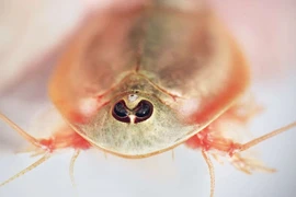 Loài tôm 3 mắt cực dị sống sót qua 3 lần tuyệt chủng lớn
