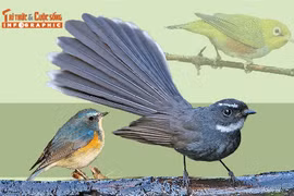 [INFOGRAPHIC]: 8 loài chim quý hiếm mới phát hiện ở Pù Huống