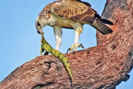 Số phận hẩm hiu của cá sấu sông Nile khi gặp đại bàng châu Phi