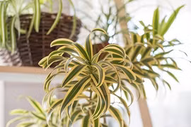 Cây cảnh xanh mởn, giúp trấn trạch, giữ nhà, thu hút tài lộc