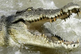 Giật mình loài ‘thủy quái’ bí ẩn từng xuất hiện tại Việt Nam