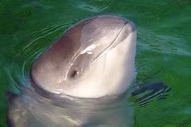 Thói quen ngủ lạ thường của động vật, có loài đóng băng cơ thể 