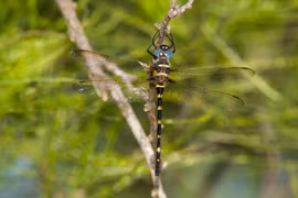 Ấn tượng sắc màu độc đáo của các loài chuồn chuồn