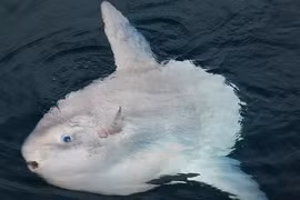 Loài cá lười nhất thế giới, bị thịt một nửa cũng không thèm... động đậy 