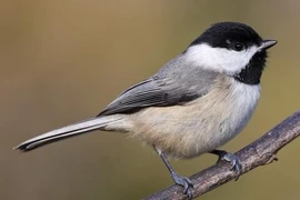 Loài chim máu lạnh nhất hành tinh, "nghiện" ăn não con mồi