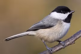 Loài chim máu lạnh nhất hành tinh, "nghiện" ăn não con mồi