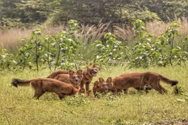 Loài chó có trong Sách Đỏ Việt Nam, dám tấn công cả gấu