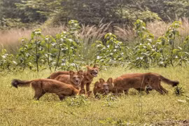 Loài chó có trong Sách Đỏ Việt Nam, dám tấn công cả gấu