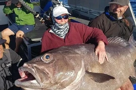 Đi câu cá cùng con trai, hết hồn đụng trúng 'quái ngư' khổng lồ