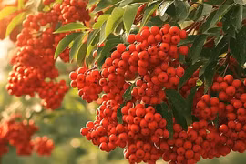 4 cây cảnh cát tường, hút lộc nên trồng trong sân