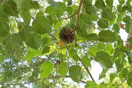 Loài cây nguy hiểm nhất thế giới, quả phát nổ như bom