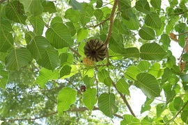 Loài cây nguy hiểm nhất thế giới, quả phát nổ như bom