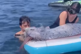 Chèo thuyền kayak, bất ngờ đụng trúng 'cá tận thế'