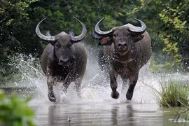 3 con giáp may mắn nhất tháng 7 âm, 1 tuổi giàu lên bất chấp