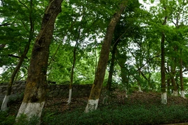 Tận mục loài cây gỗ là 'vàng lộ thiên' hiện diện trên núi ở Hà Nội