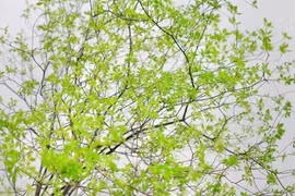 Cành lá hút lộc, trừ tà, người giàu ráo riết săn lùng 