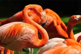 Chim hồng hạc có bộ lông màu hồng và nuôi con bằng máu