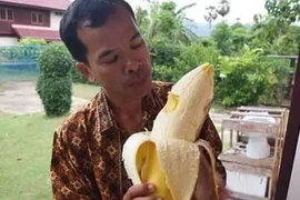 Giống chuối có quả to nhất thế giới, ăn một quả no cả ngày