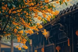 Cây cảnh 'chiêu quý nhân, rước tài lộc', hoa nở như suối chảy