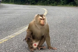 Khỉ đuôi lợn mắc bẫy trên núi Sơn Trà là loài cực quý