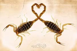 Những loài động vật dưới đây có cách ân ái có một không hai