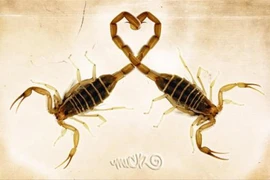 Những loài động vật dưới đây có cách ân ái có một không hai