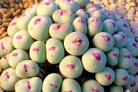 Loại cây có hình dáng hệt mặt người, cứ ngỡ sản phẩm của AI