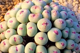 Loại cây có hình dáng hệt mặt người, cứ ngỡ sản phẩm của AI