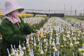 Làng hoa lớn nhất ở Nam Định tất bật vào vụ Tết Nguyên đán
