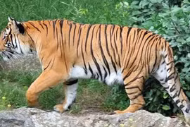 3 động vật đáng sợ nhất thế giới từng khiến lính Mỹ run rẩy 