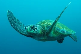 Tiết lộ thú vị về giống rùa xanh từ Malaysia đến Côn Đảo đẻ trứng