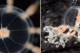 Loài vật độc dị bé bằng móng tay, có khả năng tự mọc xúc tu 