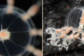 Loài vật độc dị bé bằng móng tay, có khả năng tự mọc xúc tu 