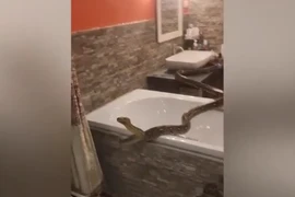 'Quái thú' lộng hành trong nhà tắm, rùng mình phát hiện nơi chúng bò ra