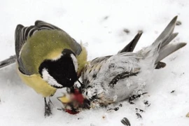Rùng mình loài chim tàn bạo bậc nhất, chuyên ăn não con mồi 