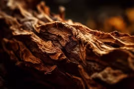 ‘Gỗ của các vị thần' sở hữu hương thơm dịu nhẹ, giá tiền tỷ