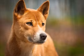 Loài chó hiếm nhất thế giới 'tái xuất' sau nửa thế kỷ tuyệt tích