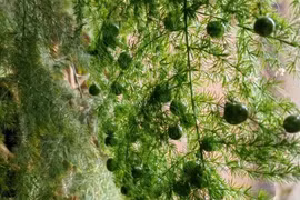 Trong nhà có cây may mắn, gia đình nhiều đời phú quý, giàu sang