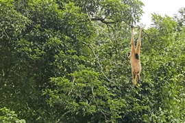 Tận mục loài vượn hiếm thứ 2 thế giới xuất hiện tại Việt Nam