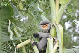 Loài Voọc “quý như vàng” xuất hiện vườn nhà dân Phú Yên