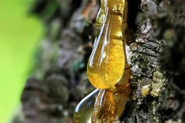 Nhựa cây hóa thạch hàng triệu năm trở thành 'báu vật' được săn lùng