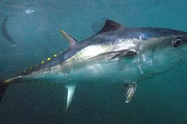 Ngư dân bắt được 'quái ngư' khủng trị giá hơn 300 triệu