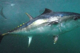 Ngư dân bắt được 'quái ngư' khủng trị giá hơn 300 triệu