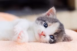 Vận mệnh xoay chiều, 3 tuổi cuối năm vượng phát, đón Tết ấm no