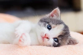 Vận mệnh xoay chiều, 3 tuổi cuối năm vượng phát, đón Tết ấm no