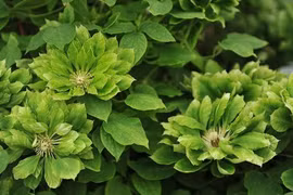 Nữ hoàng dây leo: Hoa xanh như ngọc bích, nở suốt 300 ngày