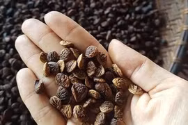 Loại hạt siêu đắt đỏ ở Việt Nam, đầu bếp 5 sao săn lùng